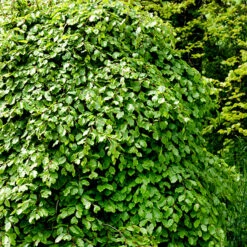 Bok 50-80 Cm, 10-pack