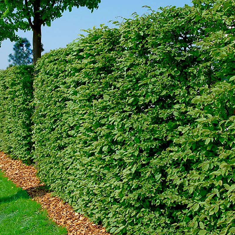 Bok 125-150 Cm, 100-pack 3 Bok 125-150 Cm, 100-pack