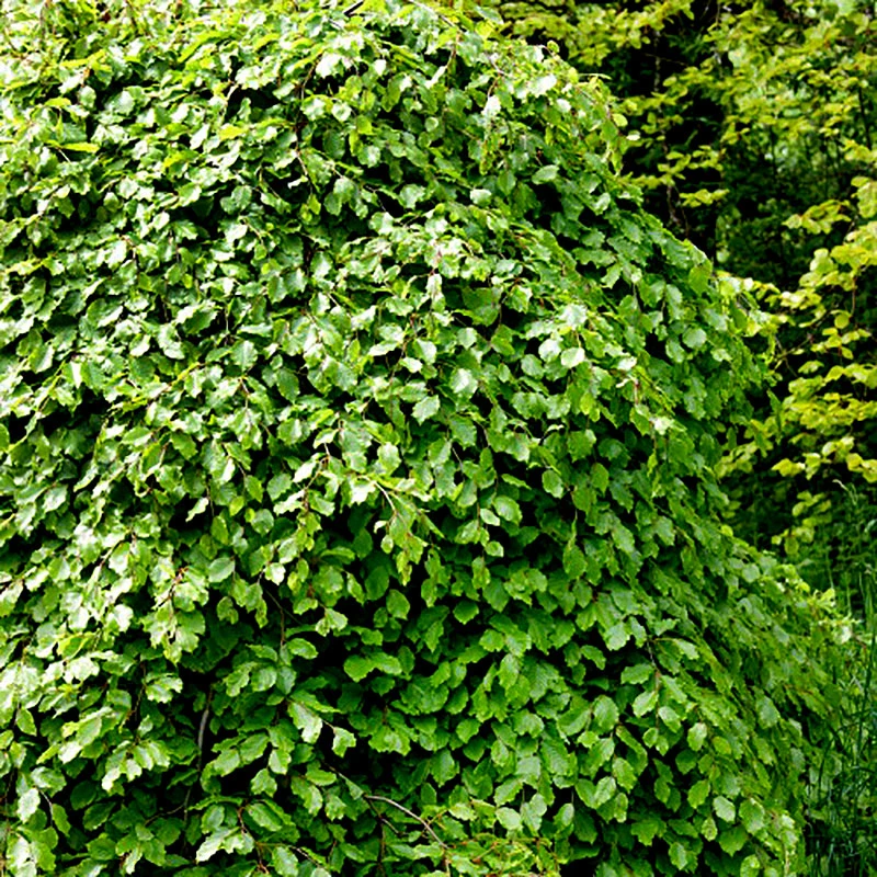 Bok 125-150 Cm, 100-pack 4 Bok 125-150 Cm, 100-pack - Image 2