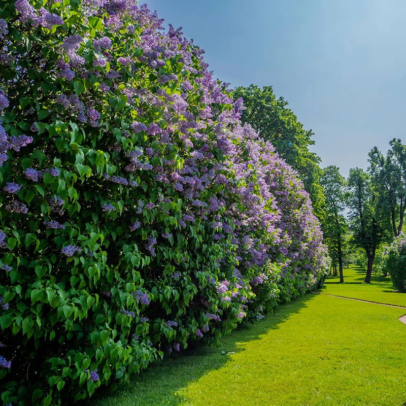 Syren 10-pack 4 Syren 10-pack - Image 2