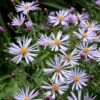 Brittsommaraster ' Axel Tallner', 3-pack 2 Brittsommaraster ' Axel Tallner', 3-pack -Elho Garden Shop brittsommaraster aster amellus tallner