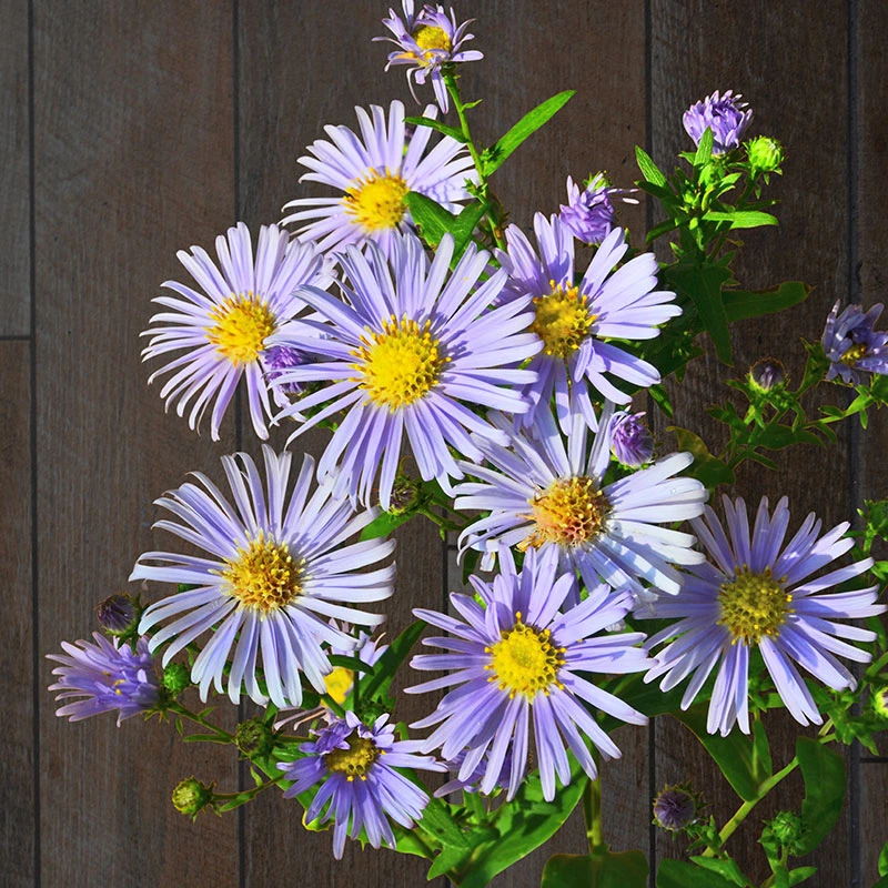 Brittsommaraster ' Axel Tallner', 3-pack 4 Brittsommaraster ' Axel Tallner', 3-pack - Image 2