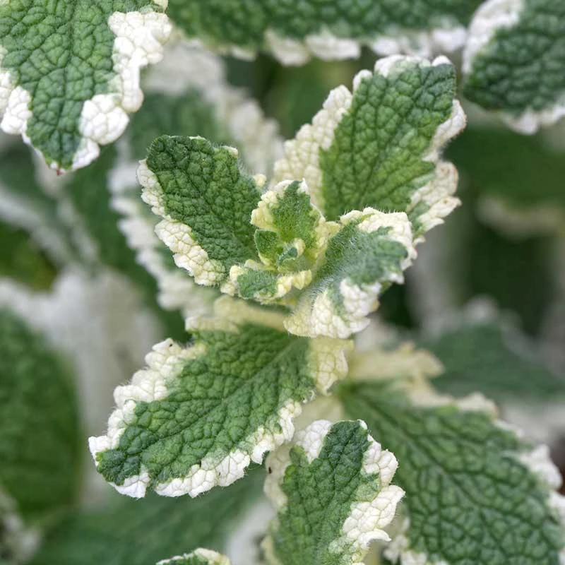 Brokbladig äppelmynta 'Variegata', 6-pack 4 Brokbladig äppelmynta 'Variegata', 6-pack - Image 2