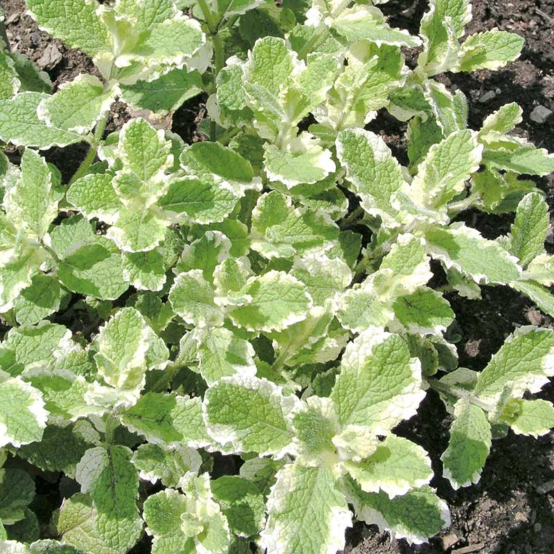 Brokbladig äppelmynta 'Variegata', 6-pack 3 Brokbladig äppelmynta 'Variegata', 6-pack