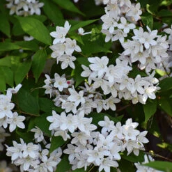 Bruddeutzia 10-pack 8 Bruddeutzia 10-pack -Elho Garden Shop bruddeutzia 1