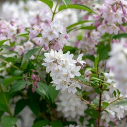 Bruddeutzia 10-pack 9 Bruddeutzia 10-pack -Elho Garden Shop bruddeutzia 2