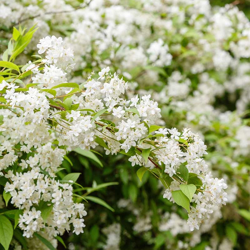 Bruddeutzia 10-pack 4 Bruddeutzia 10-pack - Image 2