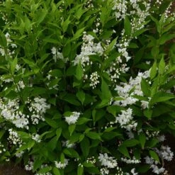 Bruddeutzia 10-pack