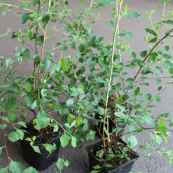 Bukettspirea 10-pack 7 Bukettspirea 10-pack -Elho Garden Shop buketspirea spirea vanhouttei krukodlad