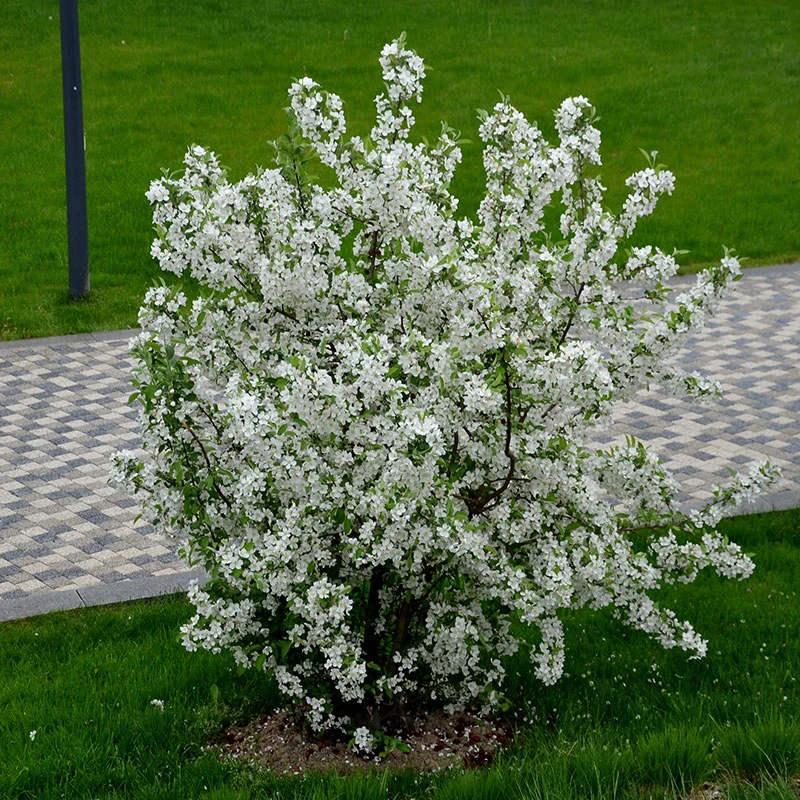 Bukettapel 10-pack 4 Bukettapel 10-pack - Image 2