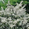 Bukettapel 30-50 Cm, 100-pack 1 Bukettapel 30-50 Cm, 100-pack -Elho Garden Shop bukettapel malus toringo var sargentii