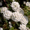 Bukettspirea 50-80 Cm, 100-pack 1 Bukettspirea 50-80 Cm, 100-pack -Elho Garden Shop bukettspirea spirea vanhouttei 2