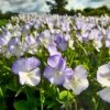 Bukettviol 'Ullas Favorit', 6-pack 1 Bukettviol 'Ullas Favorit', 6-pack -Elho Garden Shop bukettviol ullas favorit