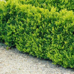 Buxbom Sempervirens 30-40 Cm, 10-pack -Elho Garden Shop buxbom buxus sempervirens hack