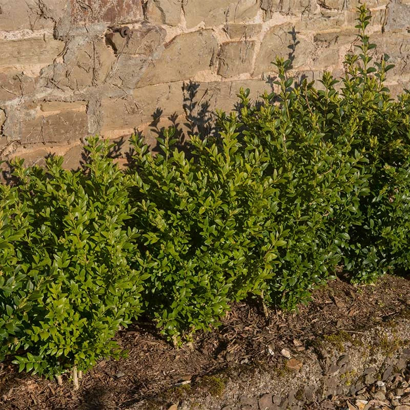 Buxbom Microphylla 'Faukner' 15-20 Cm, 10-pack 4 Buxbom Microphylla 'Faukner' 15-20 Cm, 10-pack - Image 2