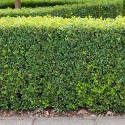 Buxbom Sempervirens 15-20 Cm, 100-pack