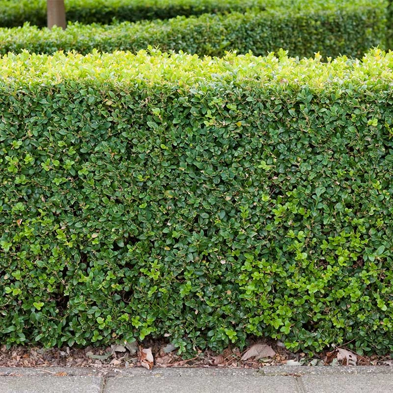 Buxbom Sempervirens 15-20 Cm, 100-pack 3 Buxbom Sempervirens 15-20 Cm, 100-pack