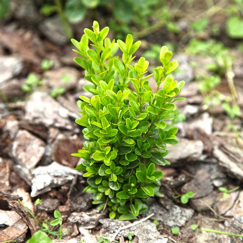 Buxbom Sempervirens 15-20 Cm, 100-pack 4 Buxbom Sempervirens 15-20 Cm, 100-pack - Image 2