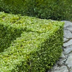 Buxbom Sempervirens 15-20 Cm, 100-pack 9 Buxbom Sempervirens 15-20 Cm, 100-pack -Elho Garden Shop buxbom sempervirens 4