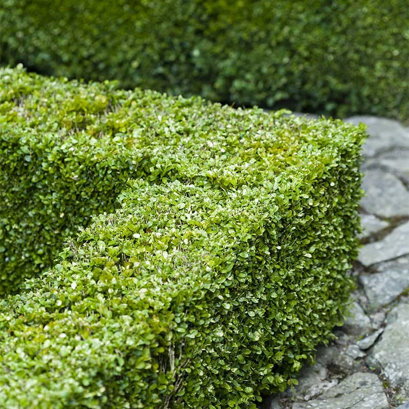 Buxbom Sempervirens 15-20 Cm, 100-pack 5 Buxbom Sempervirens 15-20 Cm, 100-pack - Image 3