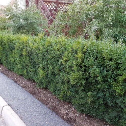 Buxbom Sempervirens 15-20 Cm, 100-pack 11 Buxbom Sempervirens 15-20 Cm, 100-pack -Elho Garden Shop buxbomshack 1