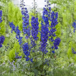 Trädgårdsriddarsporre 'Black Knight', 3-pack 5 Trädgårdsriddarsporre 'Black Knight', 3-pack -Elho Garden Shop delphinium black knight tradgardsriddarsporre