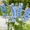 Trädgårdsriddarsporre 'Blue Bird', 3-pack 2 Trädgårdsriddarsporre 'Blue Bird', 3-pack -Elho Garden Shop delphinium blue bird tradgardsriddarsporre