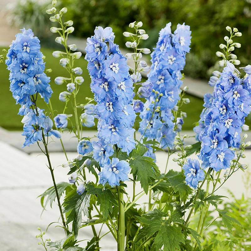 Trädgårdsriddarsporre 'Blue Bird', 3-pack 3 Trädgårdsriddarsporre 'Blue Bird', 3-pack