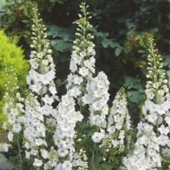 Trädgårdsriddarsporre 'Galahard', 3-pack 5 Trädgårdsriddarsporre 'Galahard', 3-pack -Elho Garden Shop delphinium galahard tradgardsriddarsporre