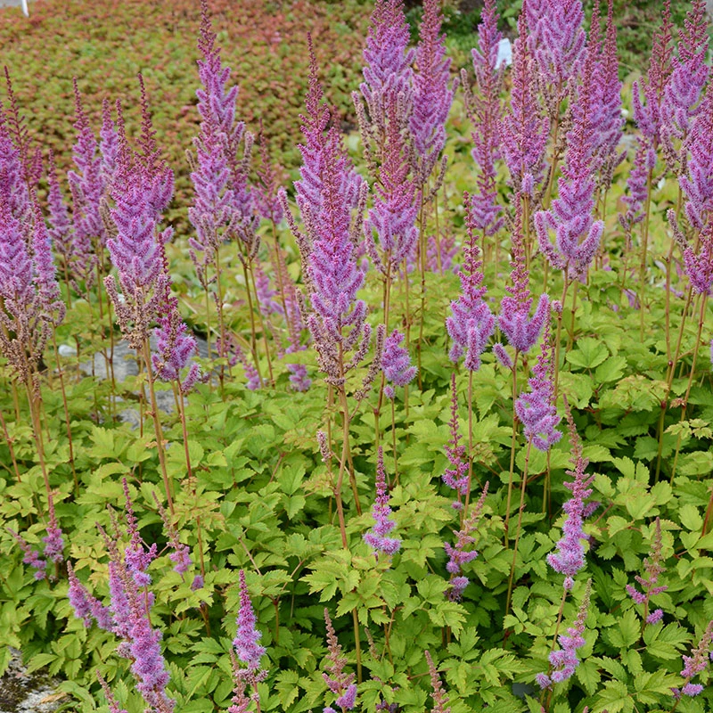 Dvärgastilbe, 3-pack 4 Dvärgastilbe, 3-pack - Image 2