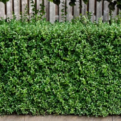 Dvärgliguster 20-30 Cm, 100-pack