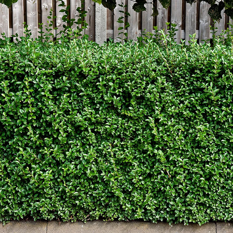 Dvärgliguster 20-30 Cm, 100-pack 2 Dvärgliguster 20-30 Cm, 100-pack