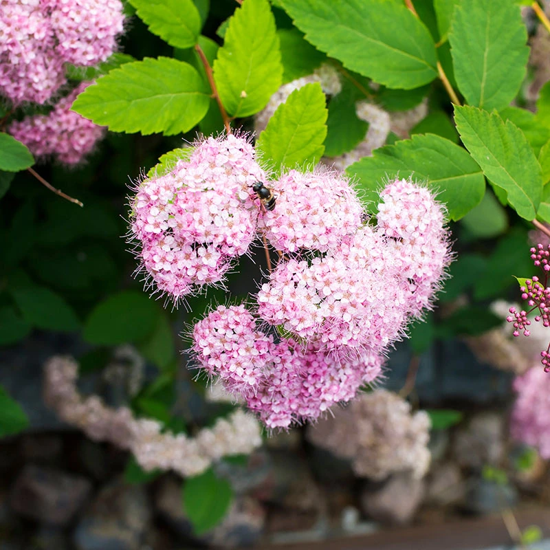 Dvärgpraktspirea 'Little Princess' 10-pack 4 Dvärgpraktspirea 'Little Princess' 10-pack - Image 2