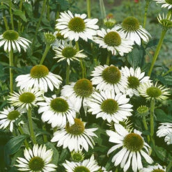 Röd Solhatt 'Alba' 7 Röd Solhatt 'Alba' -Elho Garden Shop echinacea purpurea alba rudbeckia