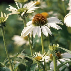 Röd Solhatt 'Alba', 3-pack 9 Röd Solhatt 'Alba', 3-pack -Elho Garden Shop echinacea purpurea alba solhatt rudbeckia