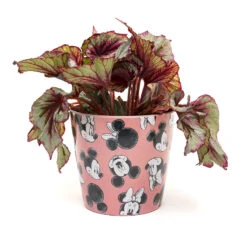 Eco Bambukruka 3-set Mickey, Rosa 10 Eco Bambukruka 3-set Mickey, Rosa -Elho Garden Shop eco bambukruka 3 set mickey rosa blomma