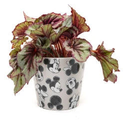 Eco Bambukruka 3-set Mickey, Grå 9 Eco Bambukruka 3-set Mickey, Grå -Elho Garden Shop eco bambukruka disney gra