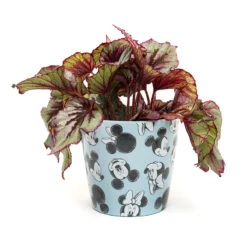 Eco Bambukruka 3-set Mickey, Blå 10 Eco Bambukruka 3-set Mickey, Blå -Elho Garden Shop eco bambukrukat mickey bla blomma