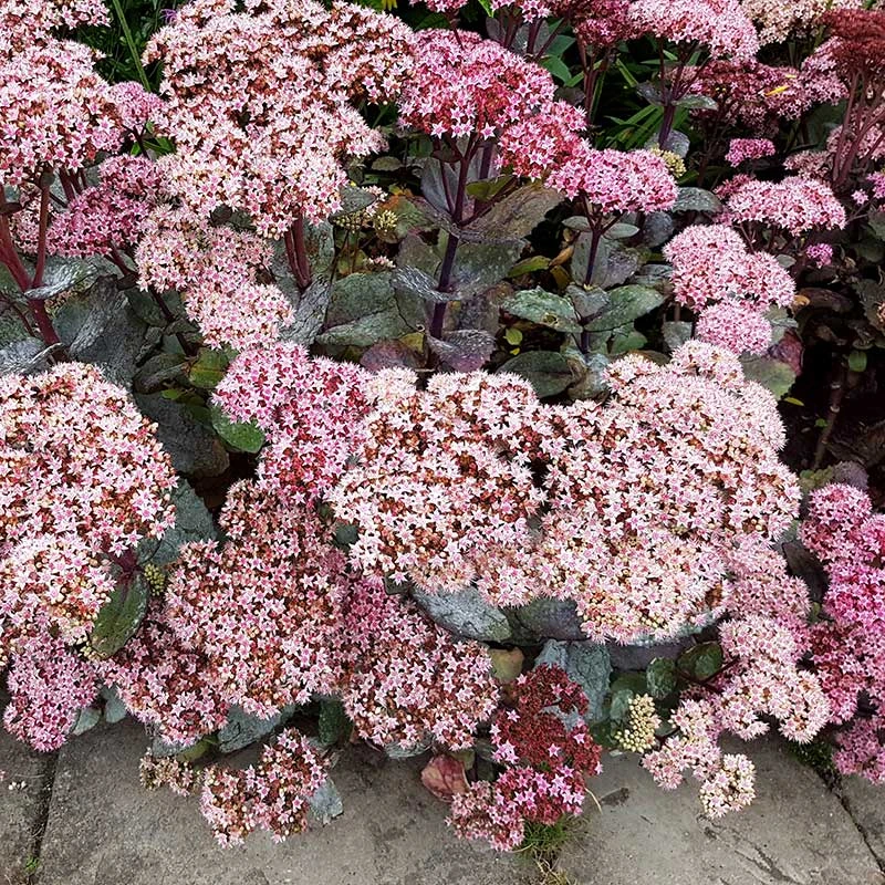 Kärleksört 'Matrona', 3-pack 3 Kärleksört 'Matrona', 3-pack