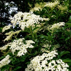 Fläder 10-pack -Elho Garden Shop flader sambucus nigra balsta