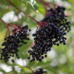 Fläder 10-pack -Elho Garden Shop flader sambucus nigra balsta bar