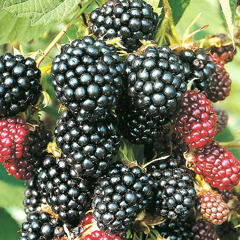 Flikbjörnbär 'Thornless Evergreen' 3 Flikbjörnbär 'Thornless Evergreen'