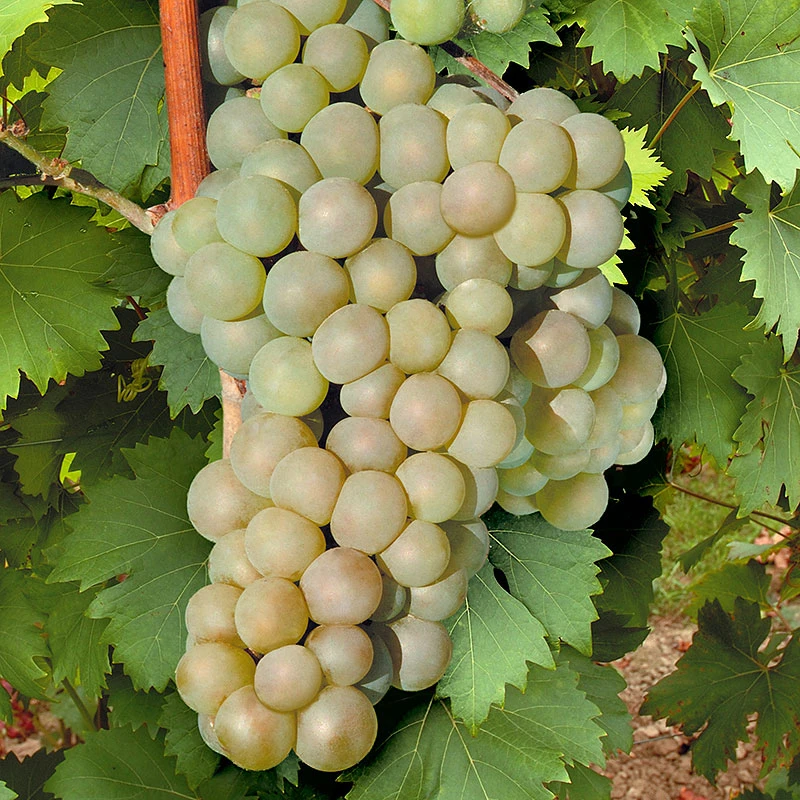 Frilandsdruva 'Himrod' 3 Frilandsdruva 'Himrod'