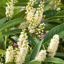 Lagerhägg 'Novita', 10-pack -Elho Garden Shop frilandsodlad lagerhagg novita blomma