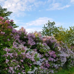 Syren Lila 60-100 Cm, 50-pack -Elho Garden Shop frivaxande syrenhack 1