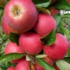 Äpple 'Agnes', Svagväxande B9 2 Äpple 'Agnes', Svagväxande B9 -Elho Garden Shop frukttrad apple minitrad agnes b9