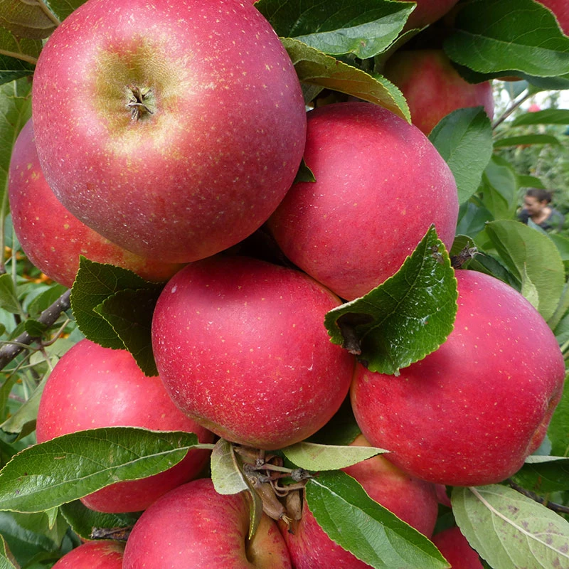 Äpple 'Agnes', Svagväxande B9 3 Äpple 'Agnes', Svagväxande B9