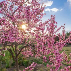 Persika 'Saturn' 7 Persika 'Saturn' -Elho Garden Shop frukttrad persika saturn i blom