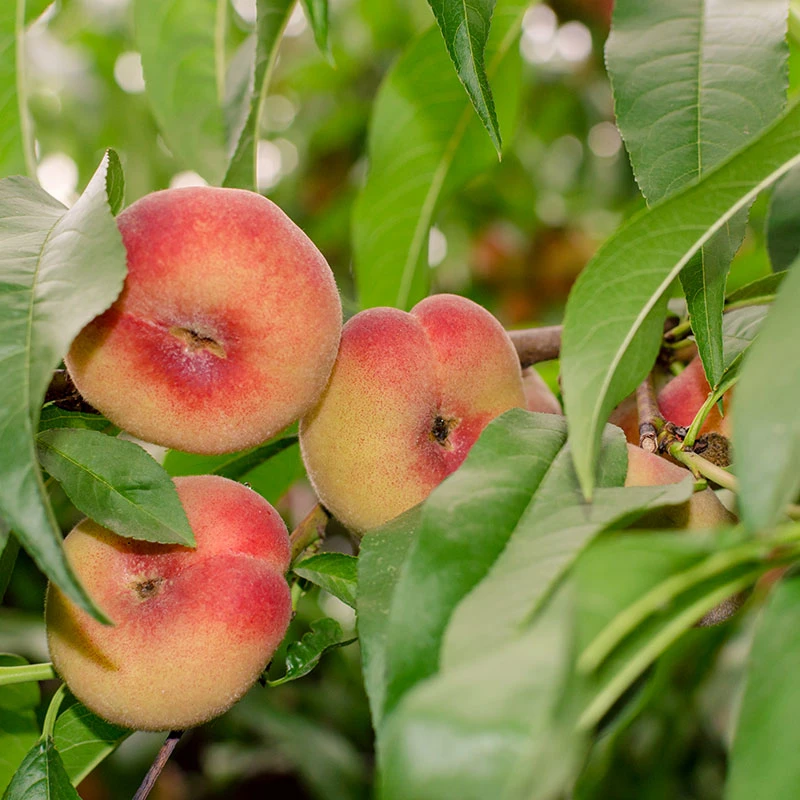 Persika 'Saturn' 4 Persika 'Saturn' - Image 2