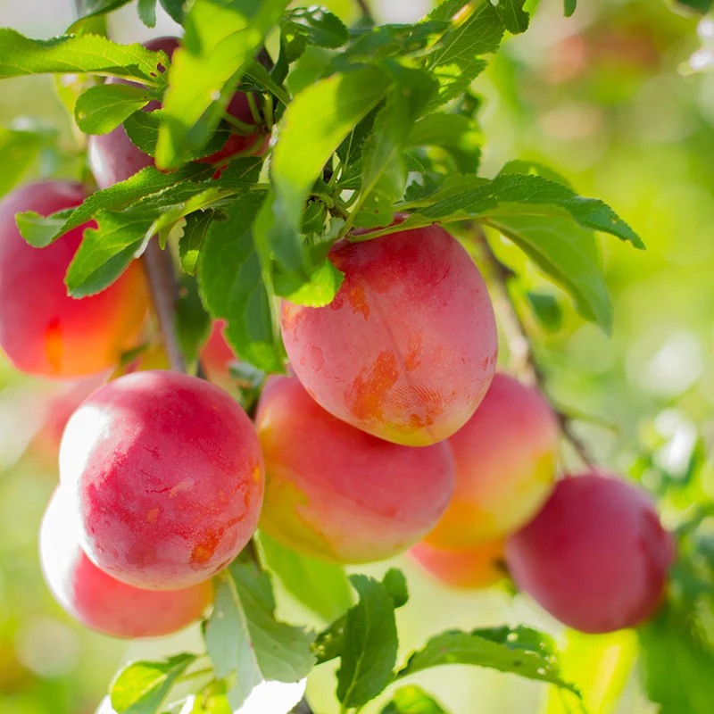 Plommon 'Komet' 3 Plommon 'Komet'